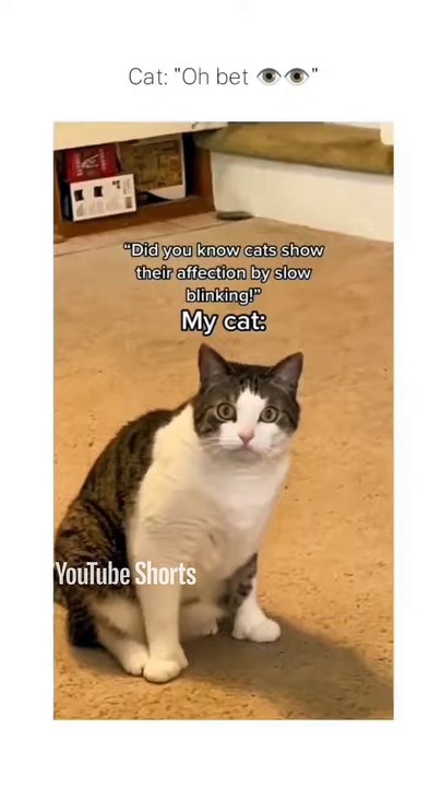 Funny Cats 🐱#cute #cat #short #funny #funnyvideo #funnyanimals #funnyshorts #cat #cutecat #funnycats_3