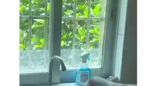 Funny Cats 🐱#cute #cat #short #funny #funnyvideo #funnyanimals #funnyshorts #cat #cutecat #funnycats