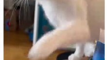 Funny Cats 🐱#cute #cat #short #funny #funnyvideo #funnyanimals #funnyshorts #cat #cutecat #funnycats_5