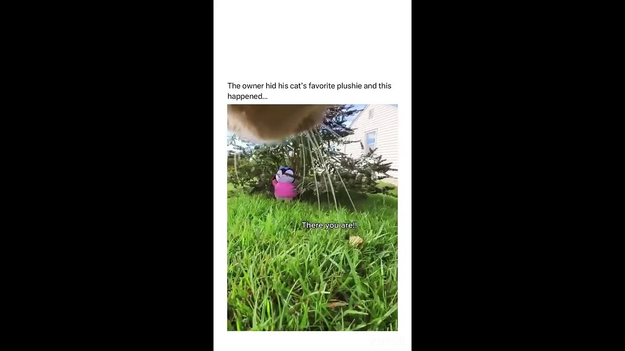 FUNNY CUTE CATS COMPILATION OF 2024 V1 TOP 100 FUNNY CATS CUTE AND FUNNY CATS  COMPILATION