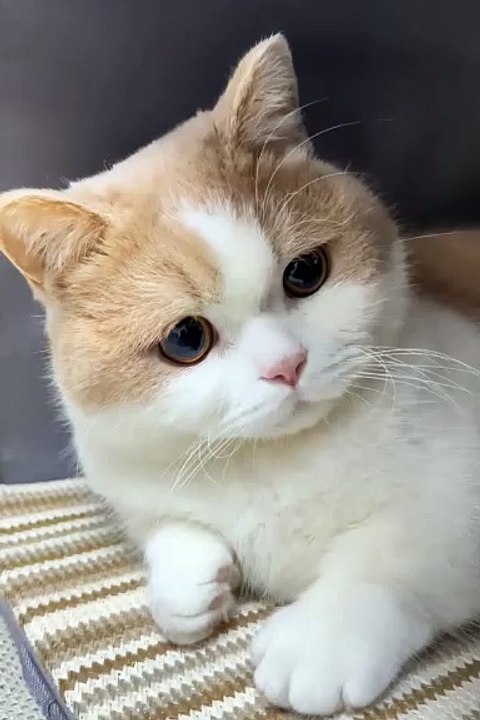 2024 best animals videos #cutecatvideos #funnycatvideos #cuteanimals #funny #reels #shortsvideo  #shorts #animal #funny animals #cat #animals #fyp