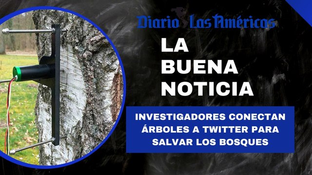 Investigadores conectan árboles a Twitter para salvar los bosques | La buena noticia