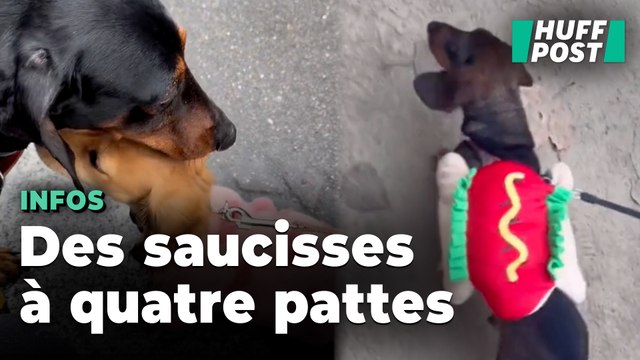Pour la Sausage walk , des centaines de teckels se baladent sur les bords de Seine à Paris