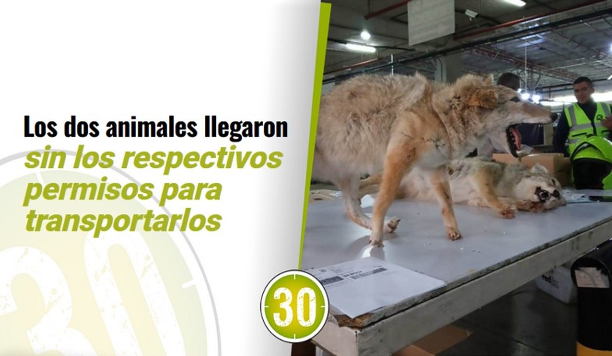 Incautan coyotes en El dorado