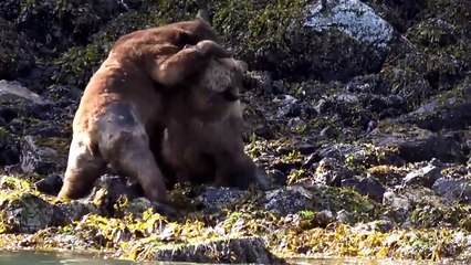 Clash of the Titans: The Epic Bear Battle#ClashOfTheTitans #EpicBearBattle