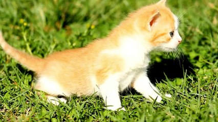 Les chatons tout mignons