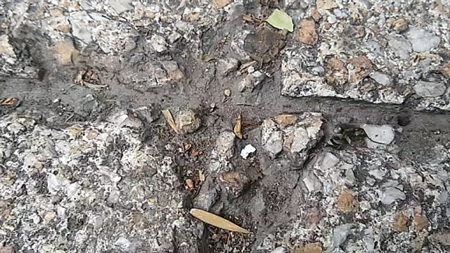 Hormigas, muchas hormigas, rápidas hormigas