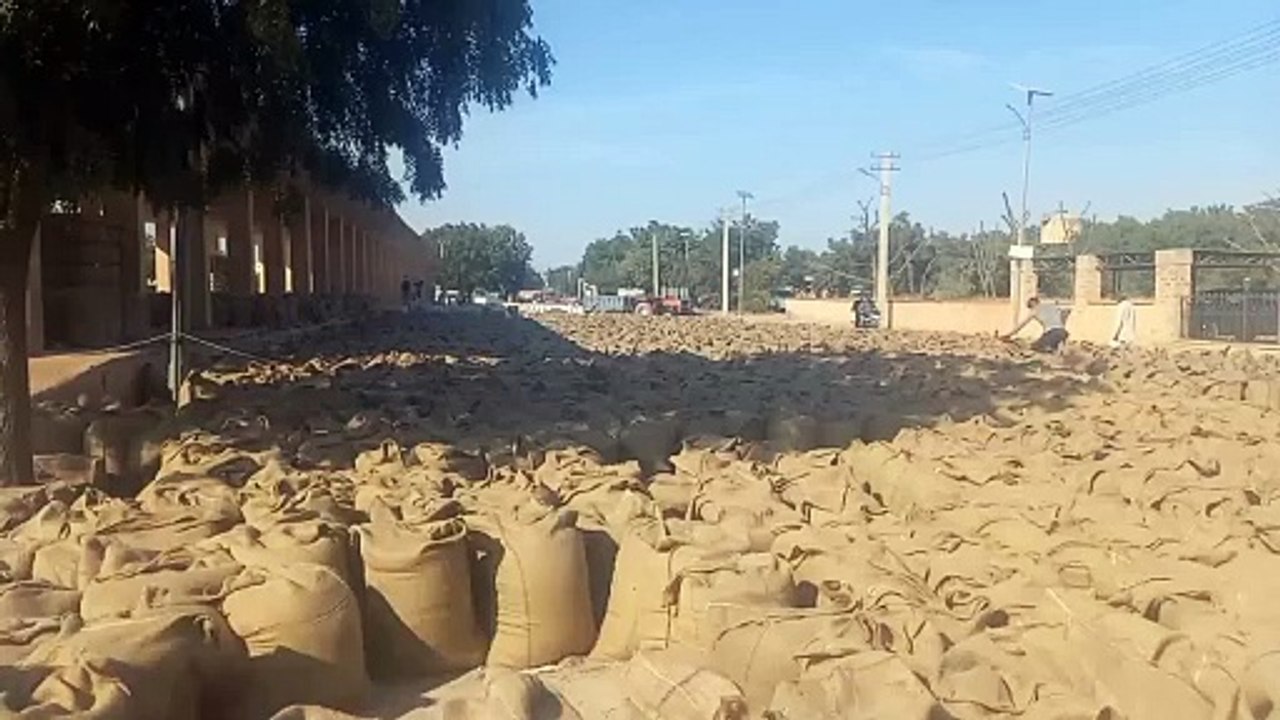 आज से समर्थन मूल्य पर मूंग खरीद की किसानों की संख्या बढ़ाई, भुगतान भी हुआ शुरू