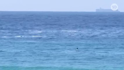 Bondi Rescue AU S19E04
