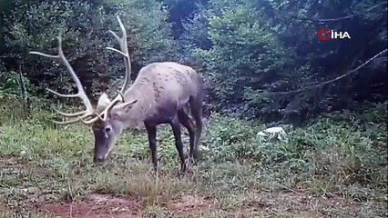 Kızıl geyiklerin yeni evi: Samanlı Dağları