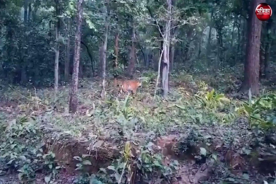 CG News : छत्तीसगढ़ के अचानकमार अभयारण्य में बा...