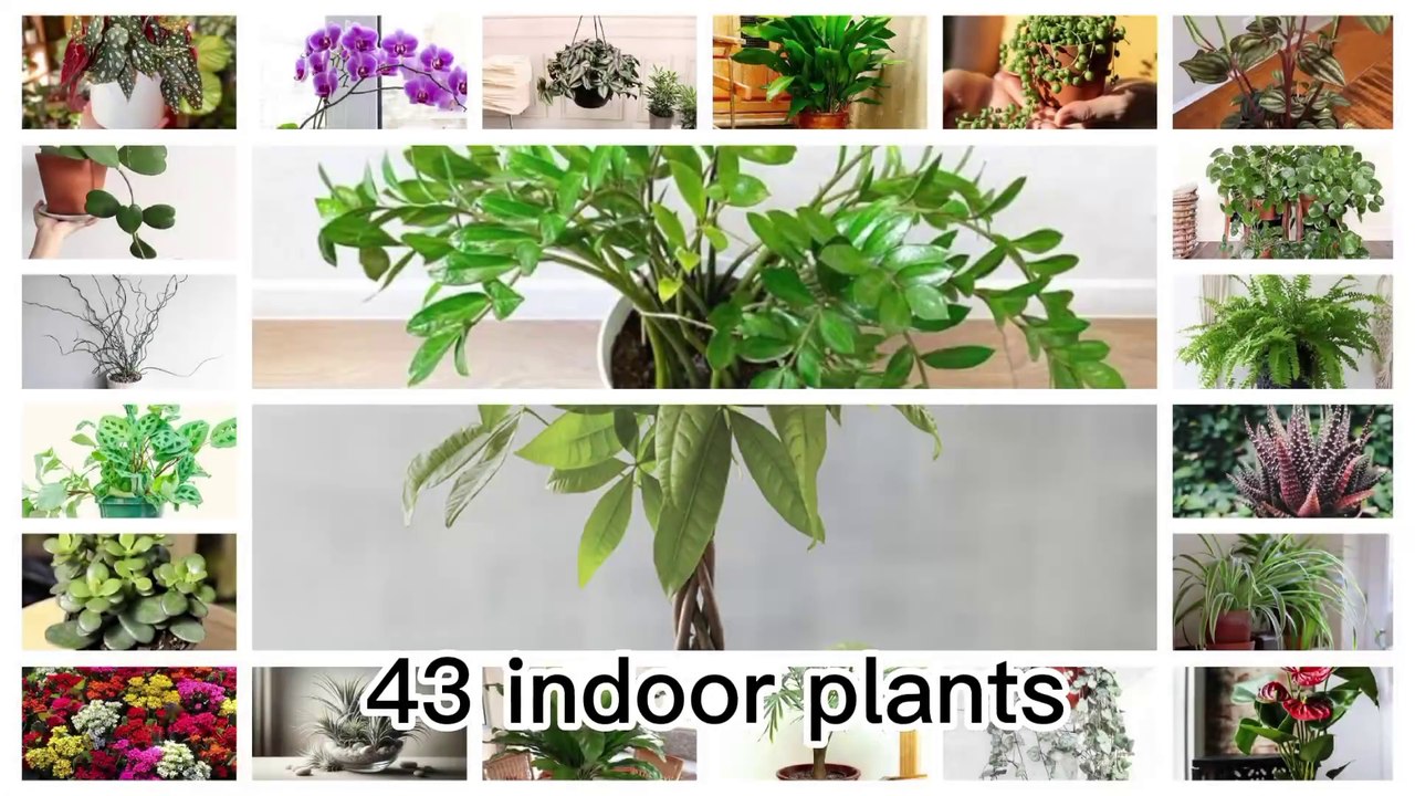 45 indoor plants.