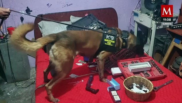 Encuentran 300 dosis de metanfetaminas en bar de Morelia