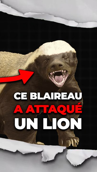 Ce blaireau a attaqué un lion !