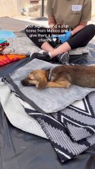 Woman rescues a stray puppy from Mexico and gives her a second chance!