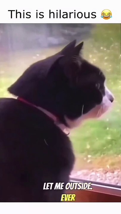 Welcom to the faimly😝 funny dogs