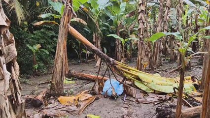 Productores de plátano de Barú afectados por las lluvias