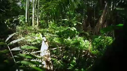 Los niños perdidos - 40 giorni nella foresta | movie | 2024 | Official Trailer