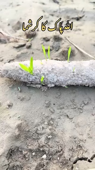 ‏Subhan Allah Kya Qudrat Ha Allah Oak Ki #allah #gifts #foryou #virale #fyp