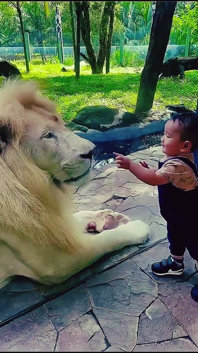 Lion vs kid