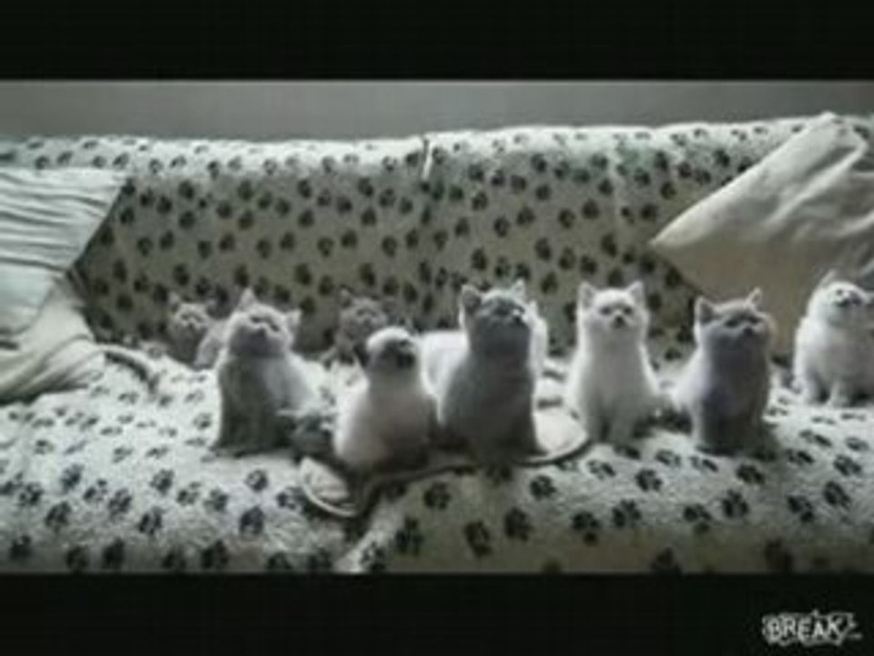 Les chats ont le rythme dans la peau!