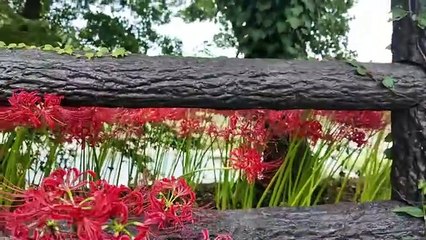 Decode Global 【返金請求可能】名古屋の彼岸花公園