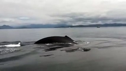 Whale Watching Tour Agencies