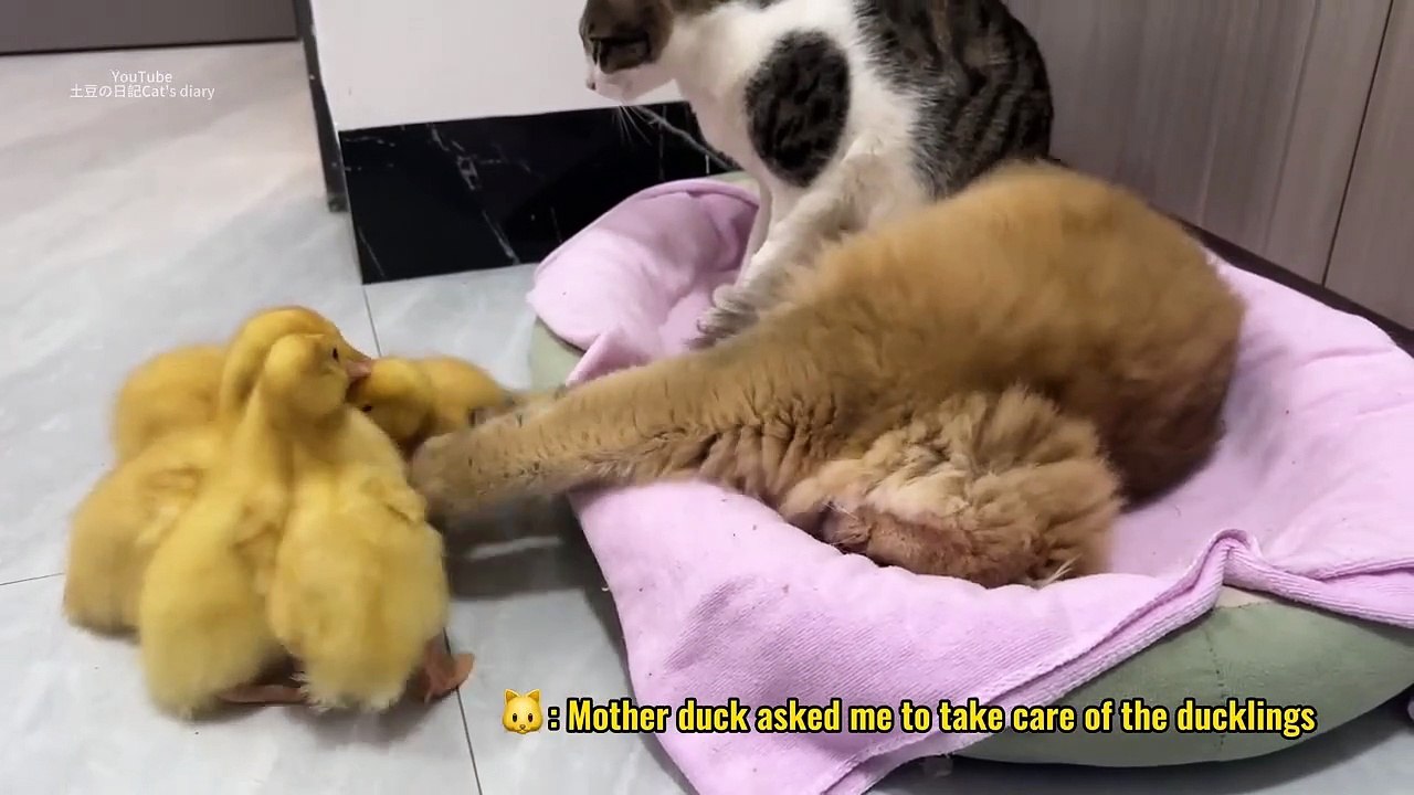 7281  Krissy Rieger England