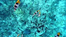 2024 Guam sea snorkeling scenery video