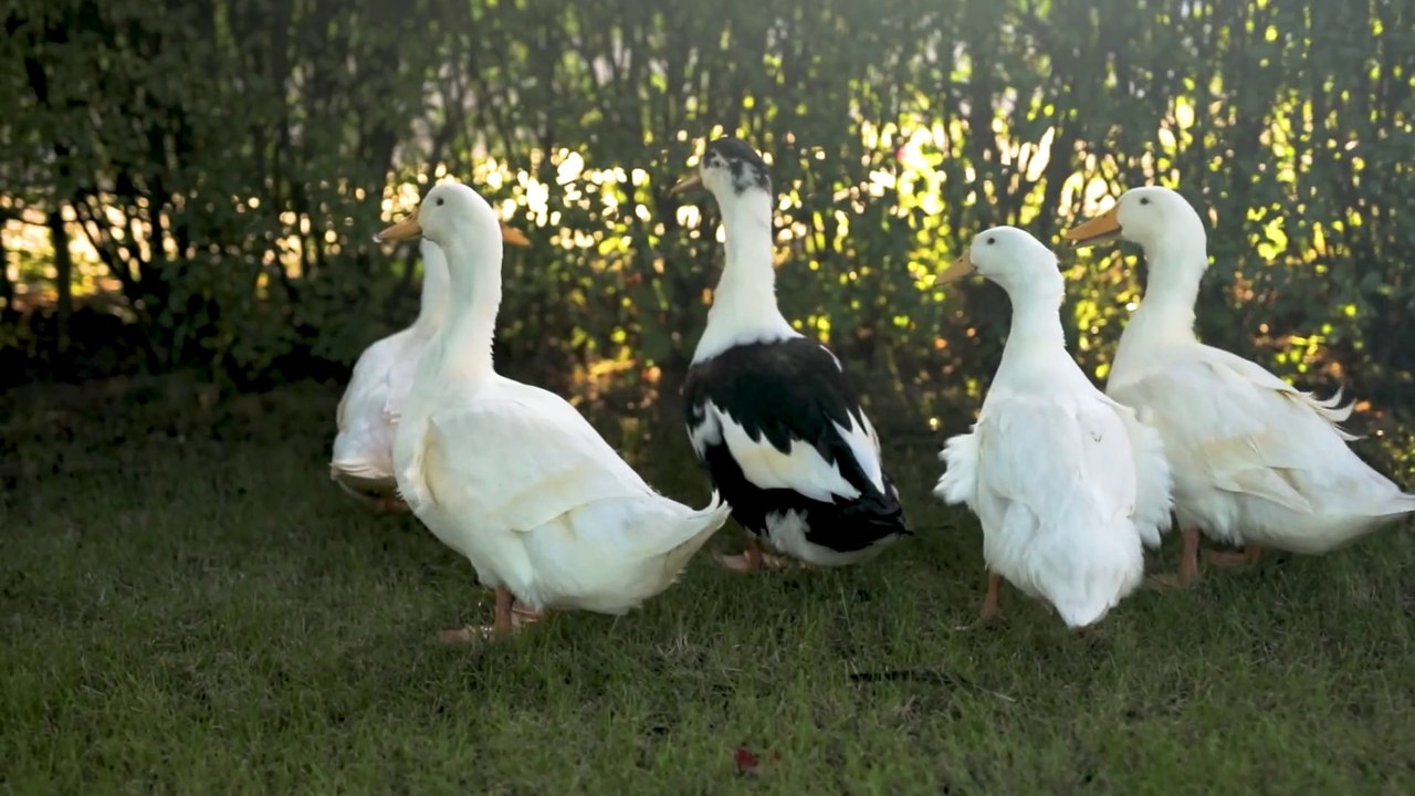 The ducks