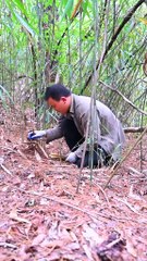 Bamboo shoots