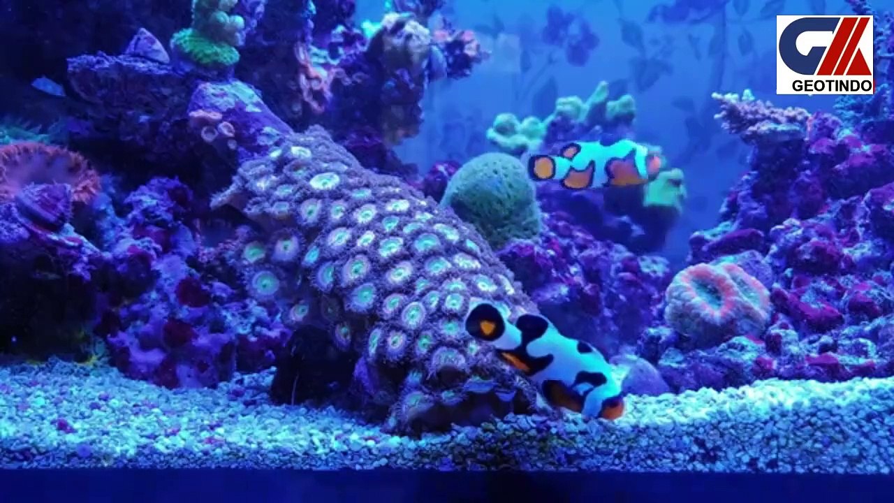 BEAUTIFUL FISH