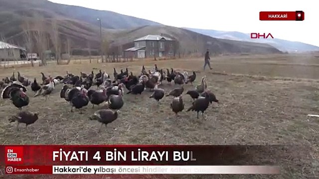 Hakkari'de yılbaşı öncesi hindiler satışa çıktı