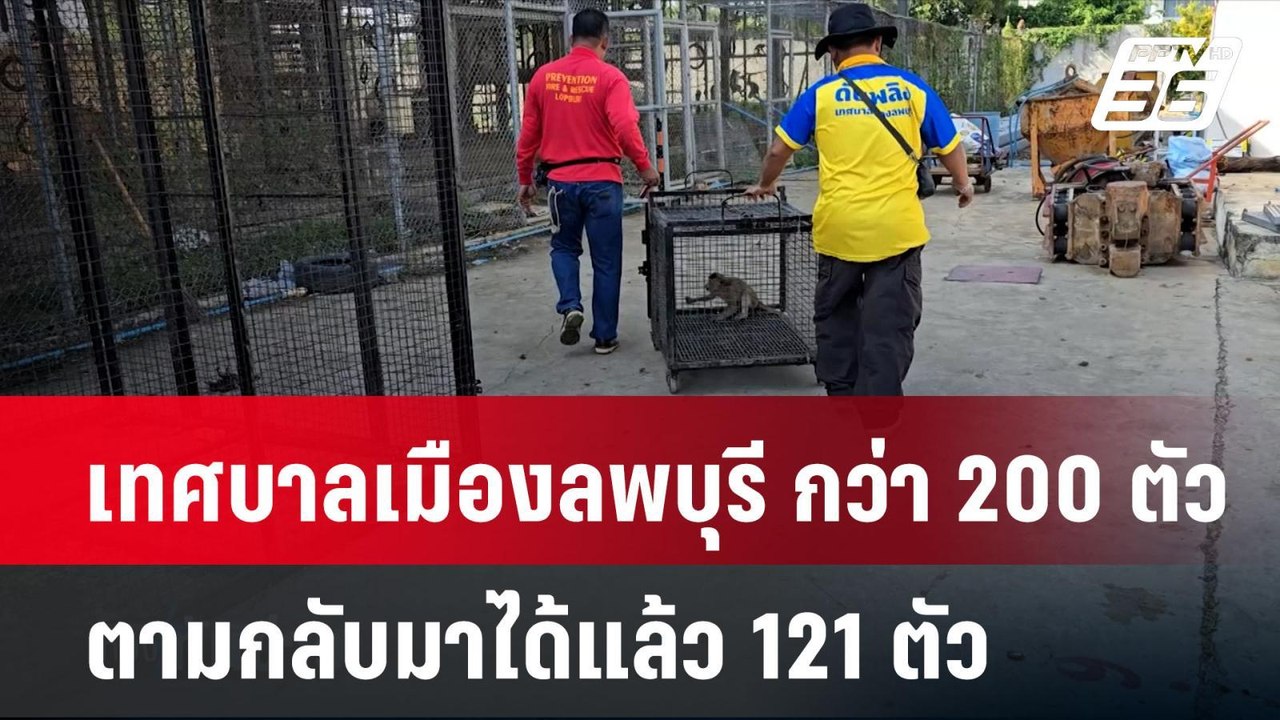 เทศบาลเมืองลพบุรี กว่า 200 ตัว ตามกลับมาได้แล้ว 121 ตัว| เที่ยงทันข่าว | 18 พ.ย. 67