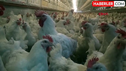 Yumurta Fiyatlarındaki Artış Durmak Bilmiyor