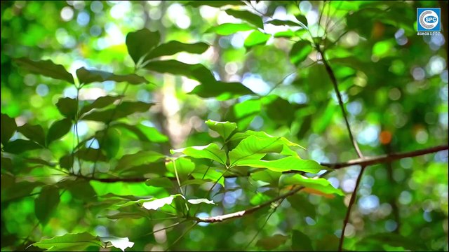 Cùng Chuyên gia SPC hướng dẫn cách nhận diện và phòng trị kịp thời bệnh phấn trắng trên cây Cao su