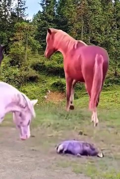 Cute animals funny videos 2024 best animals videos #cutecatvideos #funnycatvideos #cuteanimals #funny #reels #shortsvideo #shorts #animal #funny animals #cat #animals #fyp