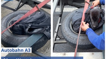 Sur l'autoroute, ils attachent leur chien à la roue de secours car il vomit trop