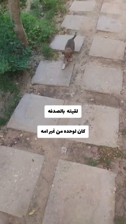 كلب بيبي 👶