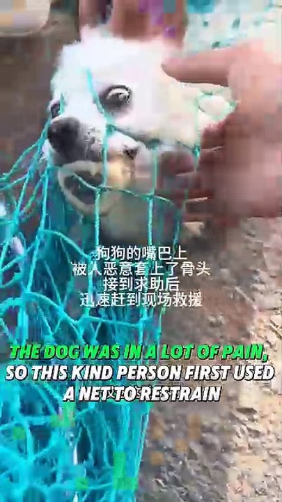 Heroic Dog Rescue_ Removing a Wooden Object from a Dog’s Mouth #shorts