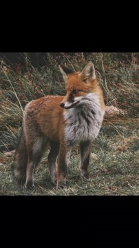 Curiosidades de los Zorros🦊 #short #shorts #shortvideo #mundoanimal #curiosidades #zorro #animals #todocuriosidades30