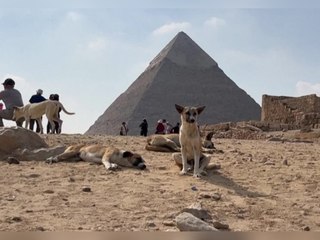 Viraler Clip macht Pyramidenhunde zur Touristenattraktion