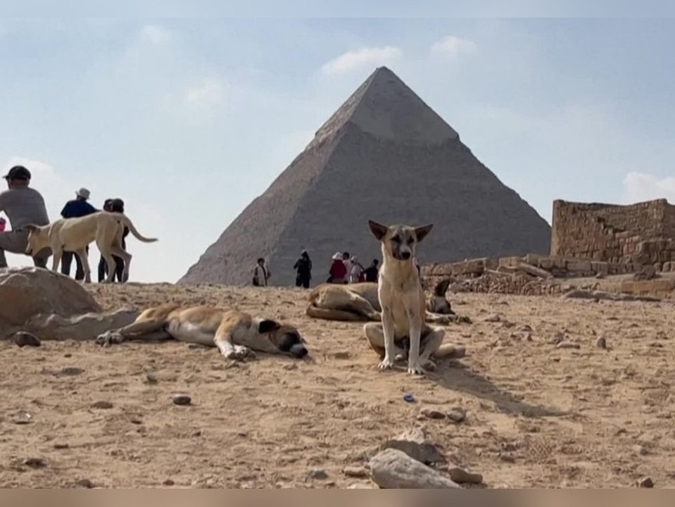 Viraler Clip macht Pyramidenhunde zur Touristenattraktion
