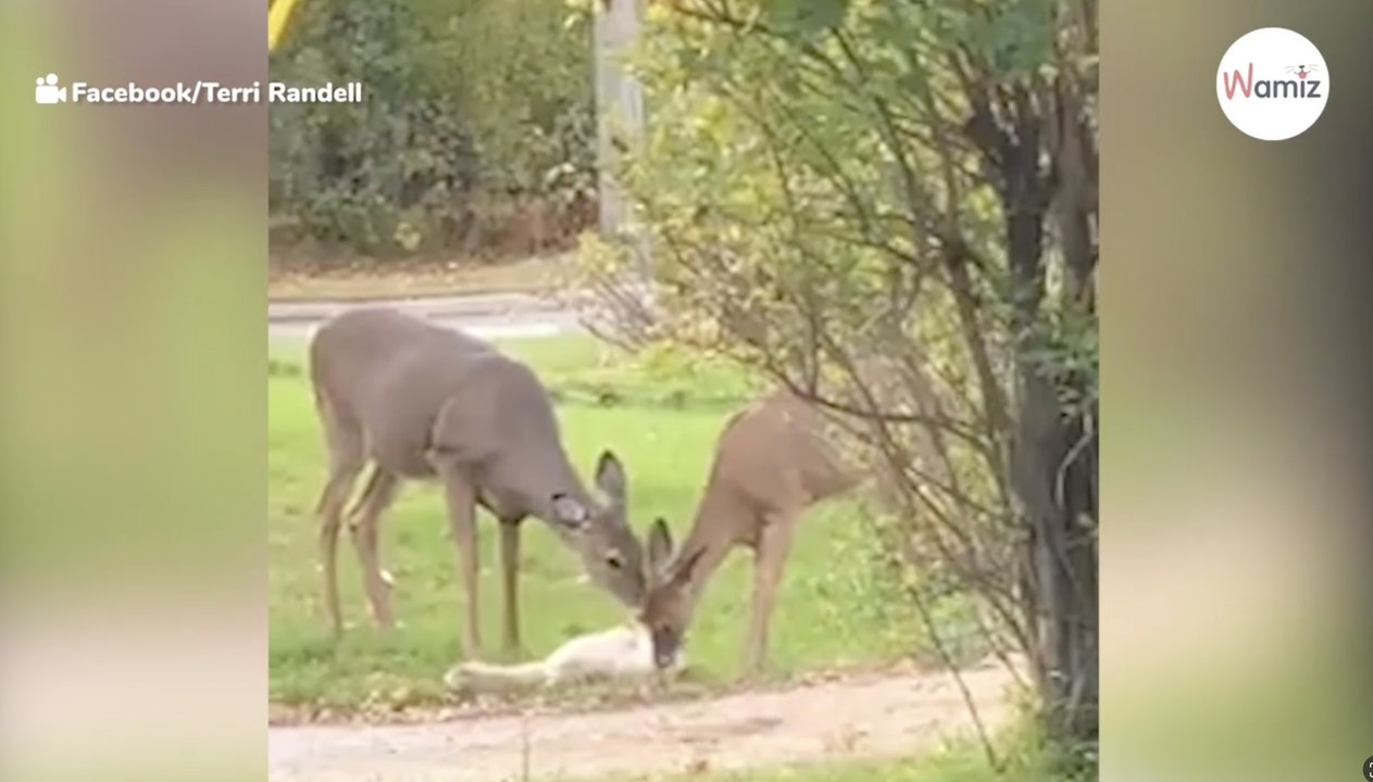 Two deer approach a cat, no one could have imagined what happened next (Video)