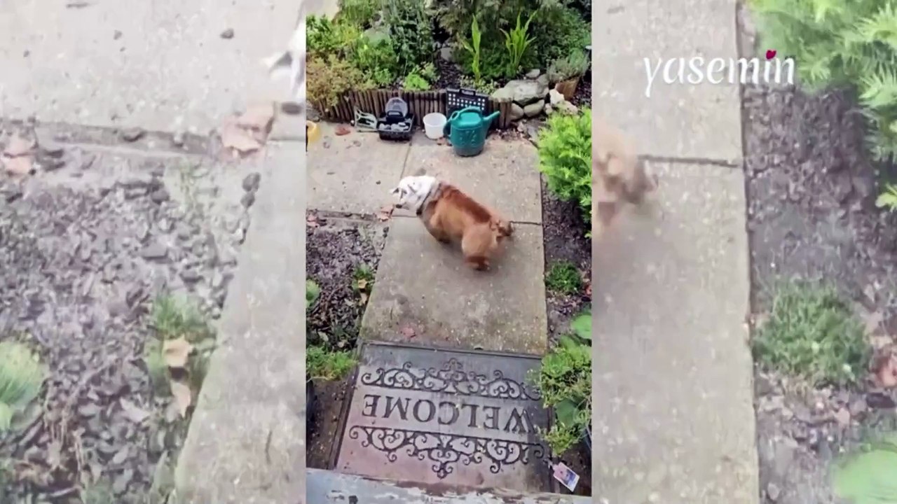 Kaykay süren köpek! Kaykay süreceğini anlayınca heyecanını gizleyemedi