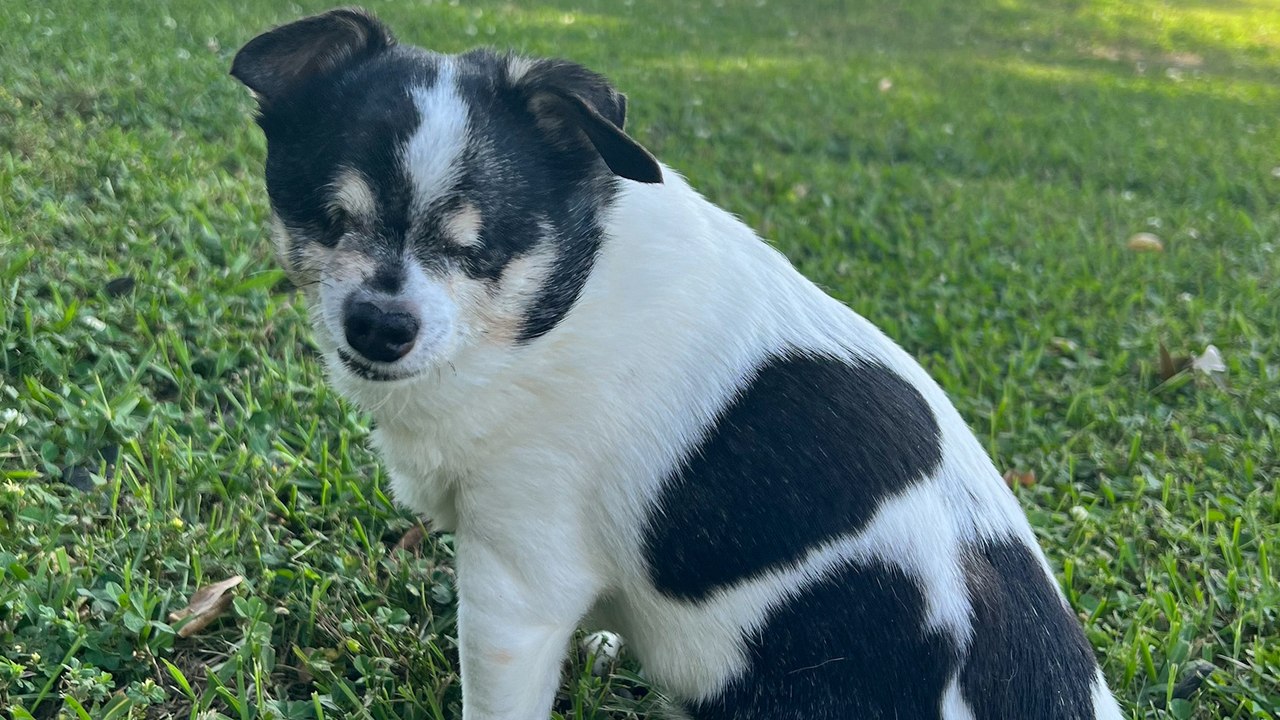 Blinde Hündin navigiert durch ihre Welt mit verbalen Hinweisen