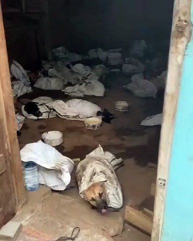 Gudang Penampungan Anjing Di Banyuwangi DiGerebek Polisi, Tumukan 64 Ekor Untuk Dikonsumsi