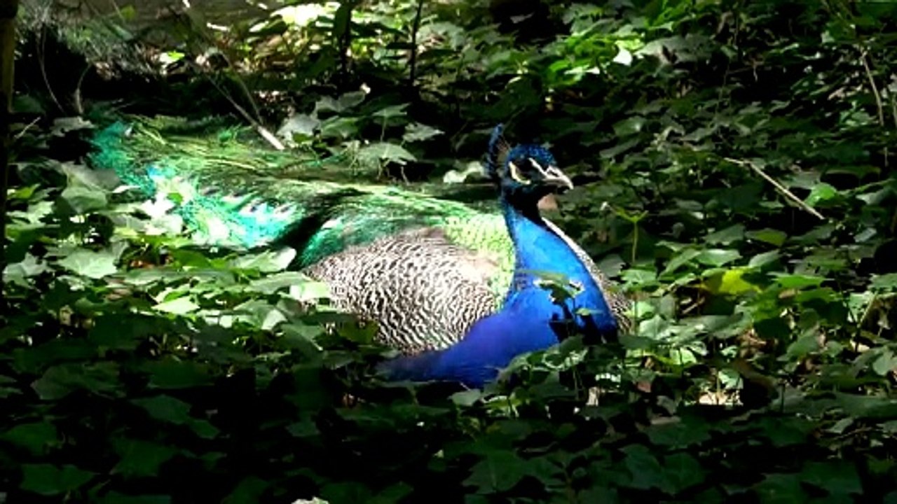 Peacock
