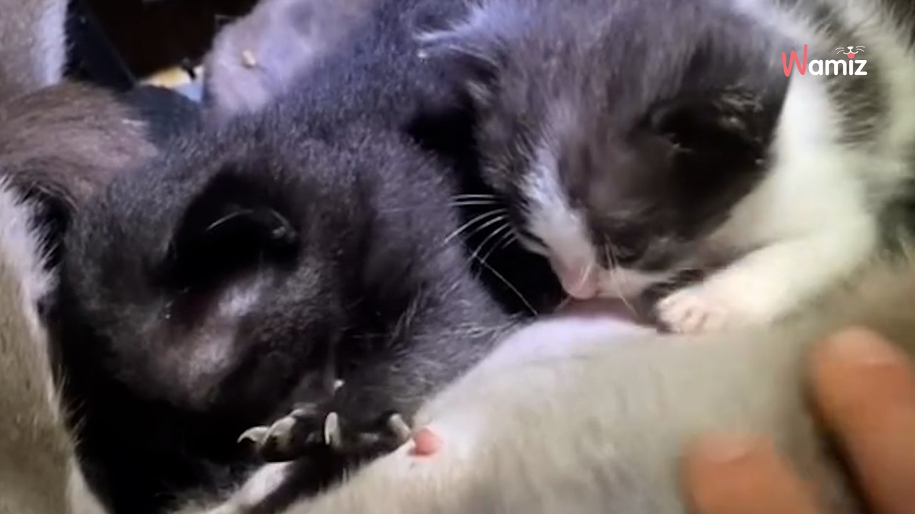 Après avoir perdu ses chatons, cette chatte a été la maman de deux orphelins : les images sont irrésistibles (vidéo)