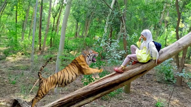 Tiger attack man in forest | tiger attack in jungle | Royal bengal tiger attack